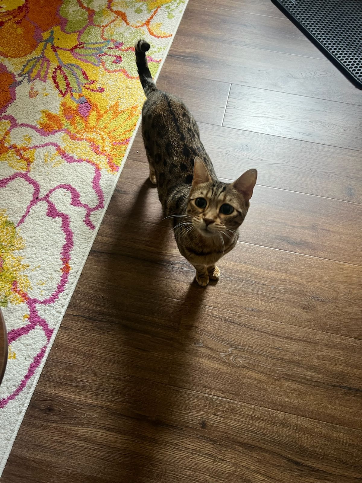 Joule, full body