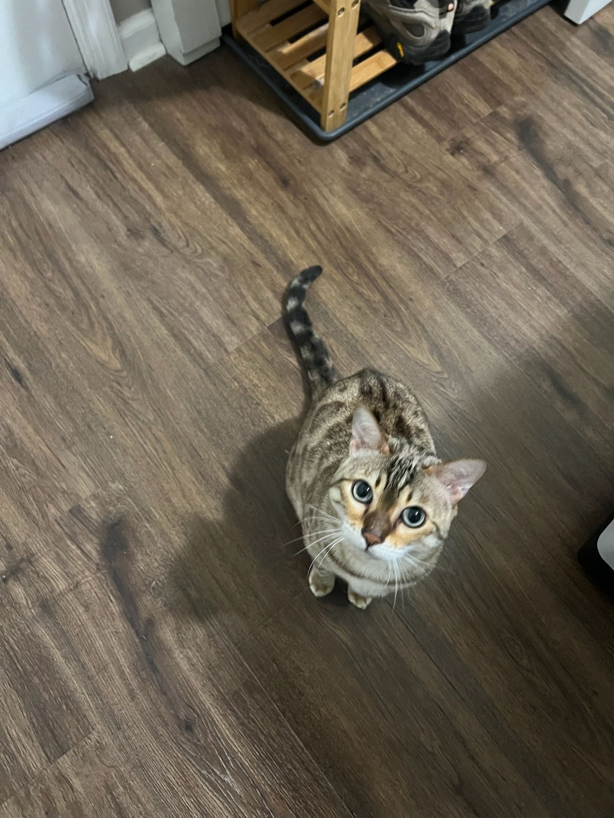 Scout, full body