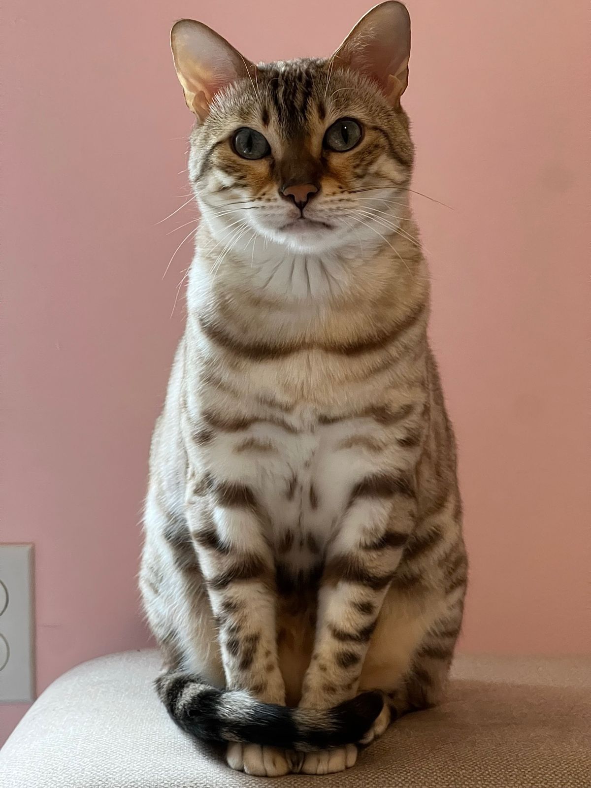 Scout, face