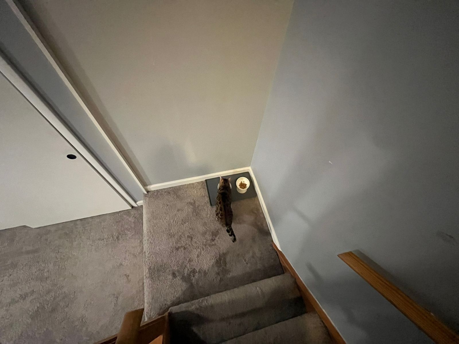 The downstairs feeding spot on the landing