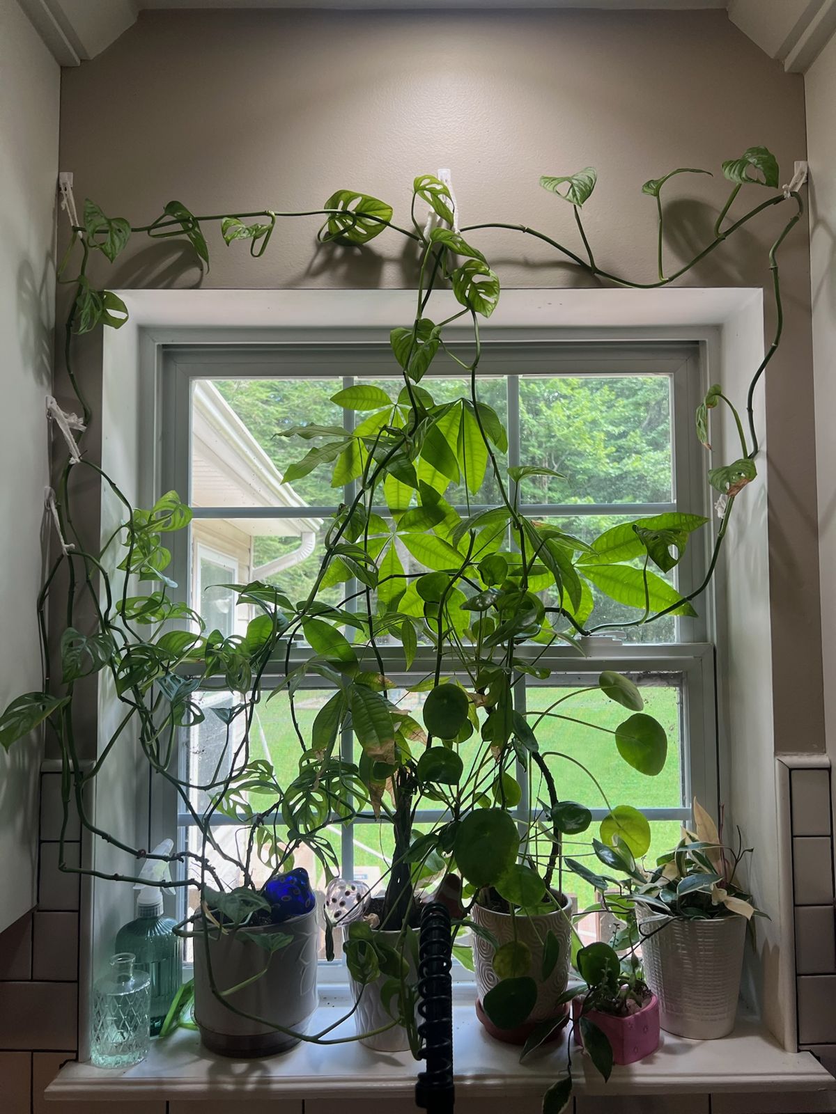 Plants by the kitchen sink