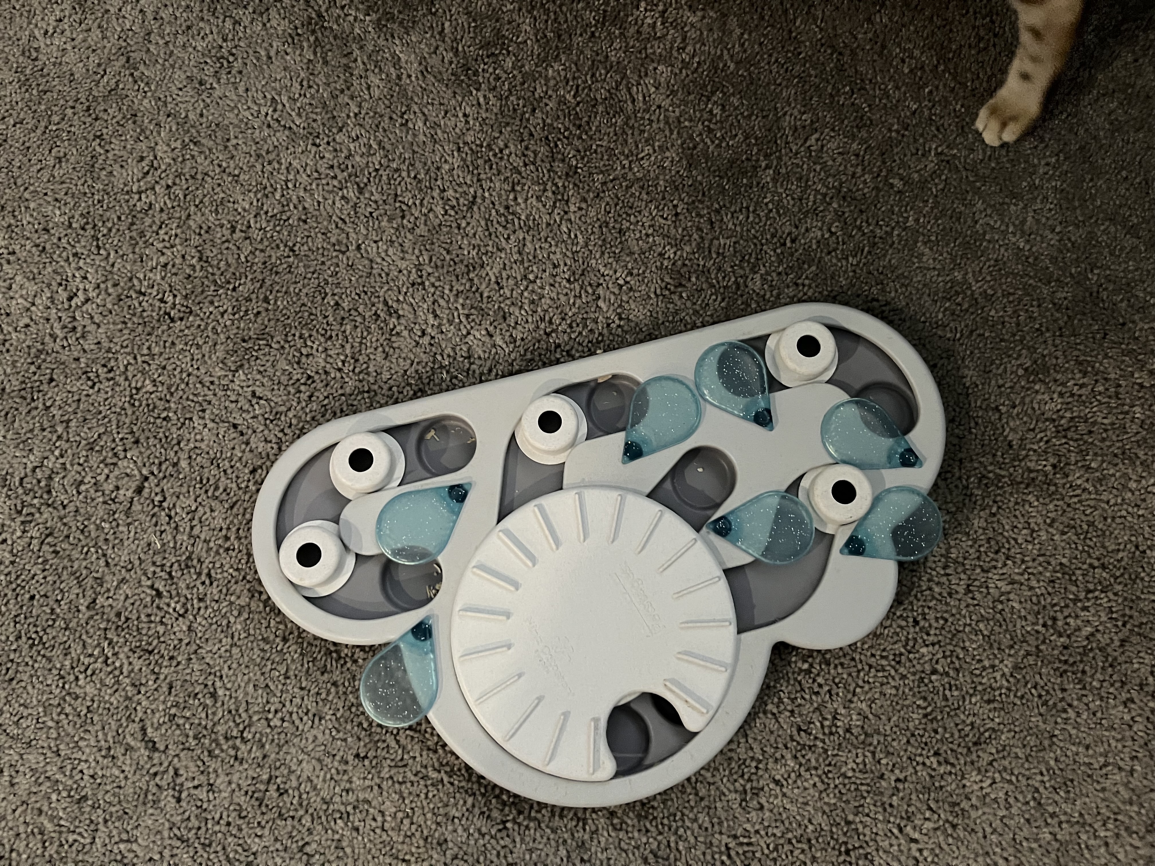 A puzzle the cats like, empty